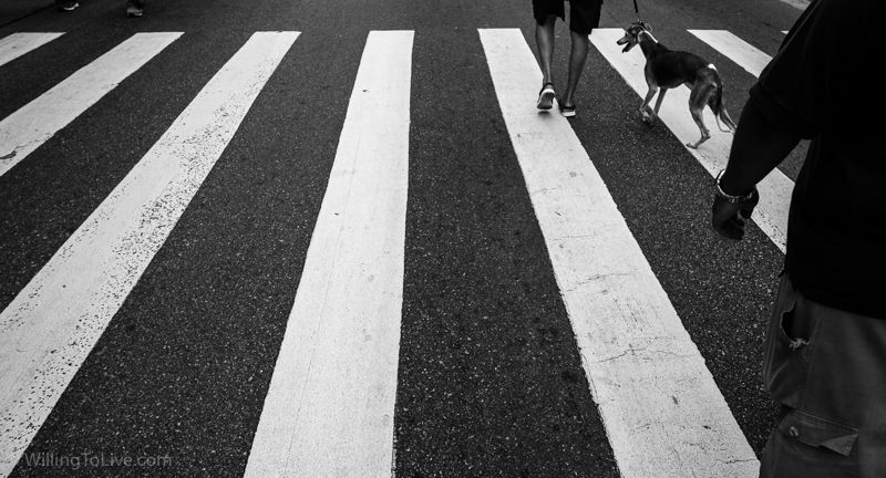 I am thinking about the results of photos with painted elements on the asphalt. In <a href="https://www.willingtolive.com/photowalk-minhocao-sao-paulo-click-a-pe#perigosa" title="Photowalk in Minhocão in São Paulo" target="_blank">Minhocão photowalk</a>, I have also made one photo like this. I am testing this idea... | ISO 100; 27mm equiv.; f/5,6; 1/1000s I am thinking about the results of photos with painted elements on the asphalt. In <a href="https://www.willingtolive.com/photowalk-minhocao-sao-paulo-click-a-pe#perigosa" title="Photowalk in Minhocão in São Paulo" target="_blank">Minhocão photowalk</a>, I have also made one photo like this. I am testing this idea... | ISO 100; 27mm equiv.; f/5,6; 1/1000s