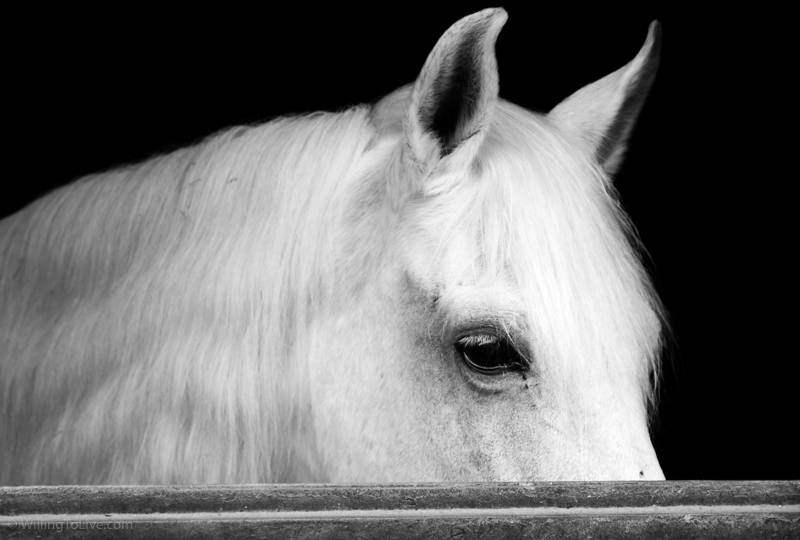 Quantas fotos! Assim vocês me deixam tímido | ISO 125; 168mm equiv.; f/4; 1/160s