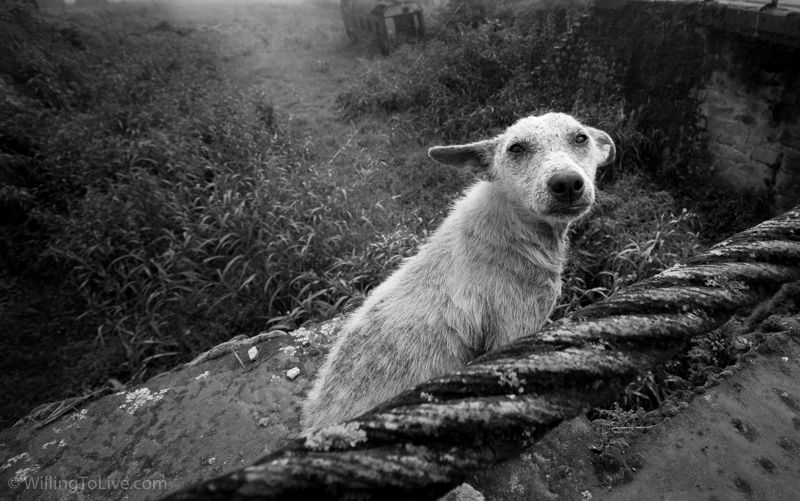 Lonely dog | 16mm equiv.; f5,6; 1/320; ISO 100