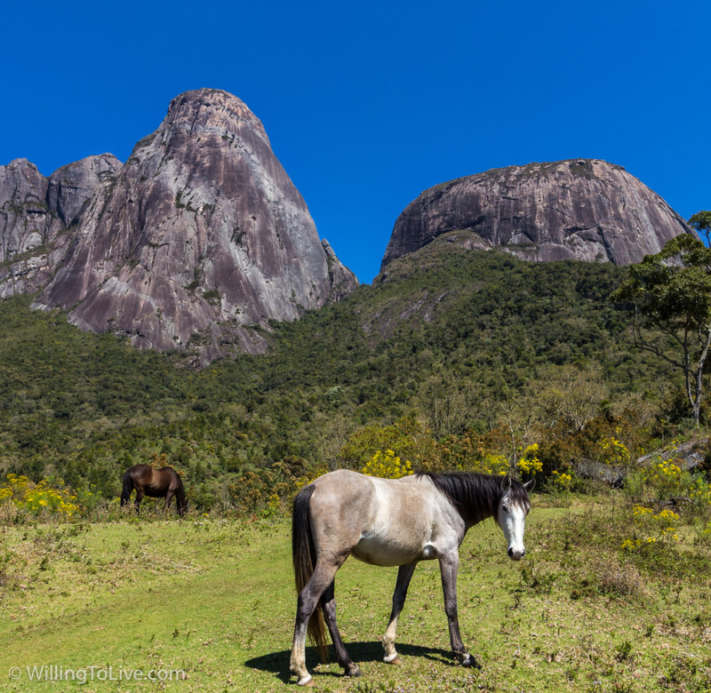 The horse looked at me exactly when I was clicking it \o/