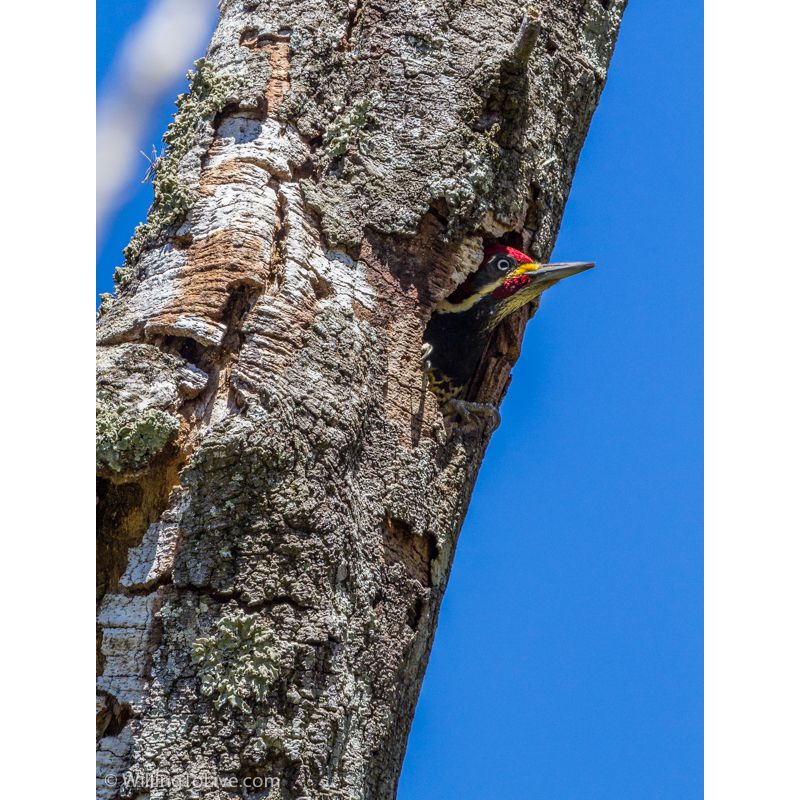 Lineated Woodpecker in Três Picos