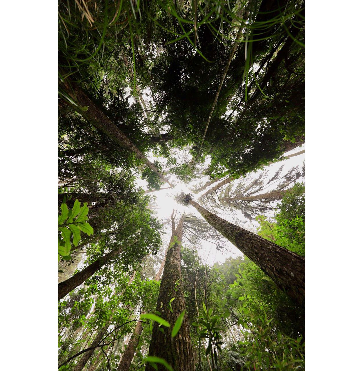 Fotografia de <a href="https://www.instagram.com/danielf.tavares/" title="Daniel Tavares" target="_blank">Daniel Tavares</a> nas árvores ao redor da caverna. Sempre se lembre de olhar para cima. Nessa hora eu esqueci :(, ainda bem que fazemos passeios em grupo :).